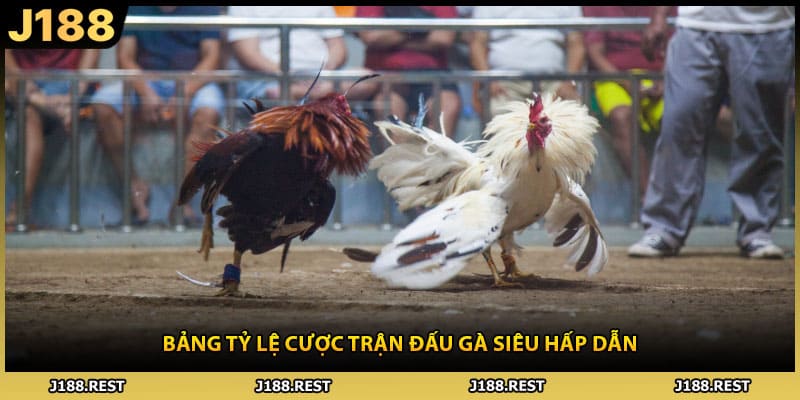 Bảng tỷ lệ cược trận đấu gà siêu hấp dẫn